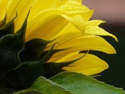 yellow sunflower petals closeup