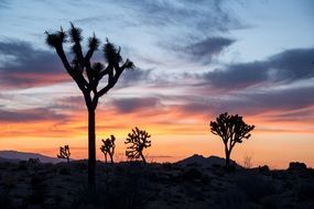 Joshua Trees Landscape