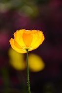 Image of yellow flower