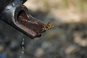 wasp drinks water