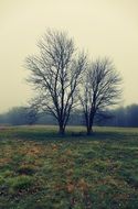 two trees among a field in a gloomy landscape