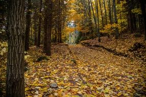 autumn leaves on a forest trail in Slovakia