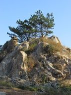 Landscape of Pine trees on Rock