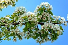 apple blossom on turquoise background