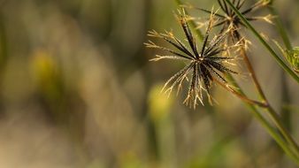 grass flowers on blurry background