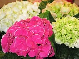 hydrangea flowers of different colors