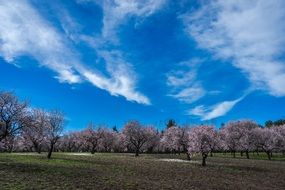 scenic landscape of spring Almond Trees in Park