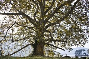 old tree with green leaves in italy