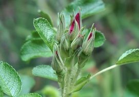 Macro Photo of Rose Bud Cluster