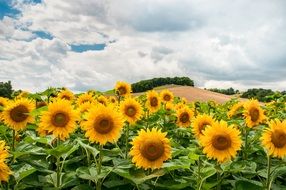 field with yellow sunflower