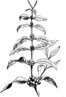 drawing of a bean plant on a white background