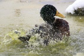 portrait of washing Mallard duck in water