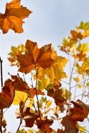 colorful maple leaves against blue sky