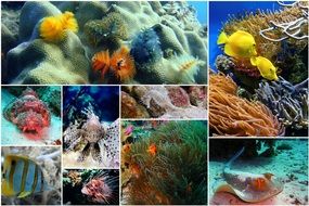 Fish Collage Photo