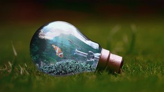 Light Bulb with Fish on grass