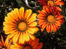 Daisies Flower Orange Gazania