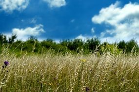 panorama of flowering meadows in the village