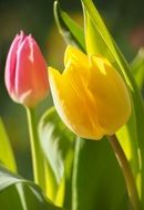 yellow and pink tulips on flower bed