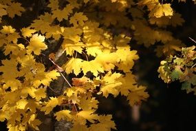 yellow foliage in golden autumn