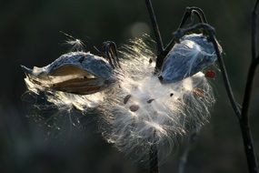 Milkweed on the field