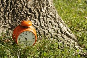 alarm clock stand near a tree
