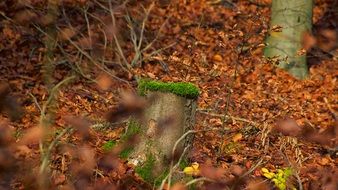 green moss on a tree stump in the forest