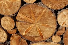 variety of logs