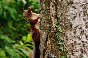 red squirrel on the tree trunk