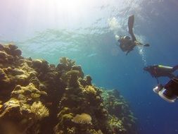 scuba divers near the reef