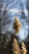 Macro photo of reed plant in nature