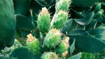 Prickly Cactus Plant macro