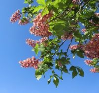 chestnut pink flowers