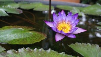 purple water lily on a pond with green leaves