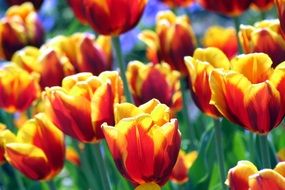 Yellow Red Meadow Tulips