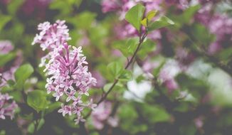 Lilac blossoms in spring