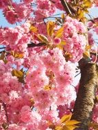 flowering cherry blossoms in spring