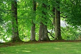 grove of trees in the meadow