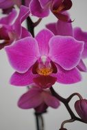 pink flowers on orchids