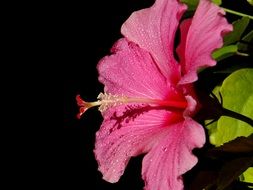 pink hibiscus on a black background