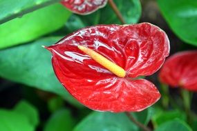 bright red anthurium in a flower pot