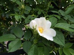 white wild rose flower on a green bush