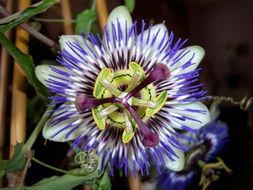 purple passiflora flower