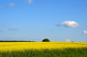 Picture of Field Of Rapeseeds