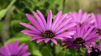 closeup view of African Daisy, purple Osteospermum Flowers