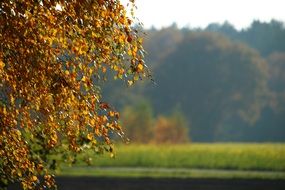 autumn forest in colors