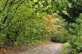 path in the mountain forest in autumn