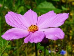 Cosmea Cosmos