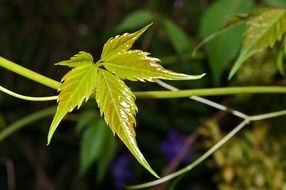 Climber Wine Leaves