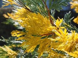 californian incense cedar closeup