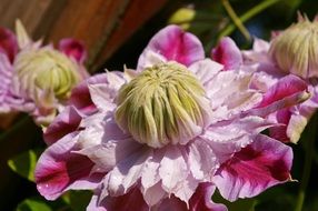 Clematis Bloom Flower